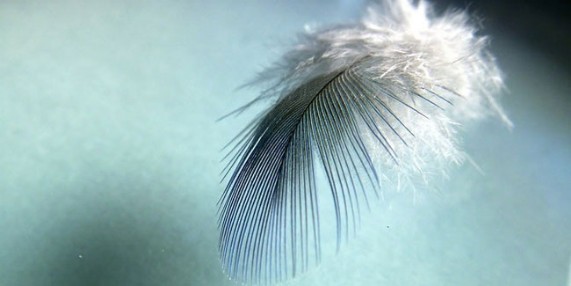 Engelsfeder